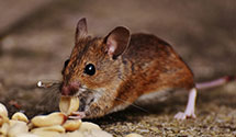 24 Hour & Emergency Exterminators in Air National Guard, NH